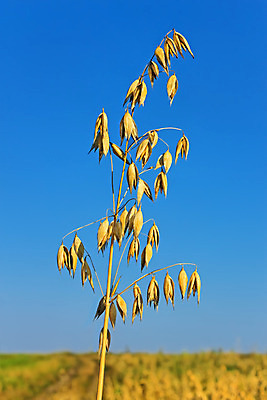 포토 JPG 해외이미지 식물 음식 줄기 백그라운드 밭 농업 자연 하늘 건강 씨앗 사람없음 야외 여름 파란색 농작물 햇빛 농장 노란색 젖음 수확 성장 가을 시골 못 낟알 시리얼 유기농 스파이크 내추럴 밭일 숙성 전경 귀리 해외202004 해외포토 웰빙 계절 산업 컬러 곡류 풍경 태양 공구 생태계 파일형식 탑뷰 이미지허브