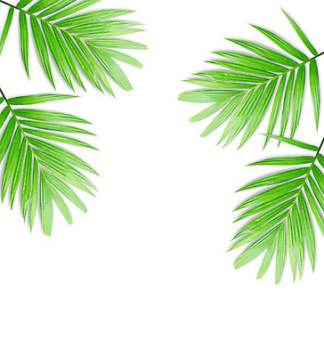 포토 JPG 해외이미지 나무 식물 줄기 백그라운드 잎 패턴 곡선 부분 자연 손바닥 사람없음 초록색 성장 흰색 나뭇가지 숲 싱글 코코넛 내추럴 고립 해외202004 해외포토 손 선 컬러 무늬 과일 생태계 파일형식 이미지허브