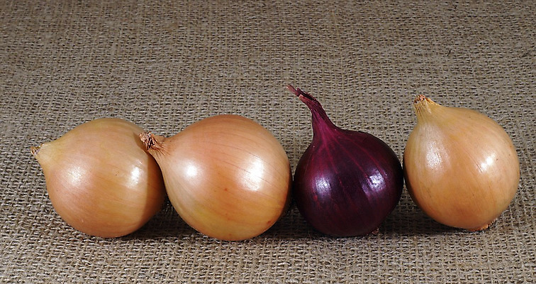 포토 JPG 해외이미지 다이어트 채소 재료 양파 요리 사람없음 힘 눈물 냄새 해외202004 해외포토 감정 건강 파일형식 이미지허브