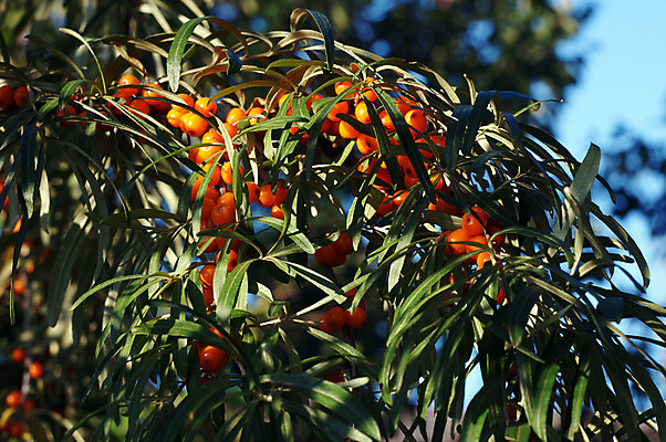포토 JPG 해외이미지 식물 열매 음식 백그라운드 잎 채소 오렌지 자연 하늘 건강 사람없음 가로 노란색 주스 흰색 나뭇가지 신선 약초 허브 관목 유기농 내추럴 해외202004 해외포토 나무 웰빙 음료 컬러 과일 풀_식물 생태계 파일형식 이미지허브