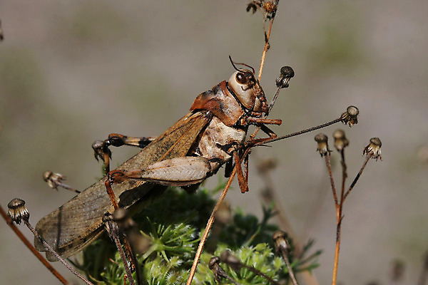 포토 JPG 해외이미지 나무 동물 얼굴 야생동물 곤충 백그라운드 신체 날개 자연 건조 안테나 사람없음 파란색 갈색 머리 성장 껍질 죽음 닫기 확대 벌레 숲 피부 묘사 메뚜기 내추럴 해외202004 해외포토 식물 컬러 통신 모션 신체부위 생태계 파일형식 이미지허브