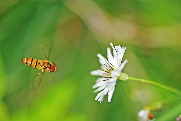 포토 JPG 해외이미지 식물 꽃 곤충 자연 사람없음 초록색 환경 봄 다양 꿀 생태학 해외202004 해외포토 동물 계절 교육 컬러 다수 생태계 파일형식 이미지허브