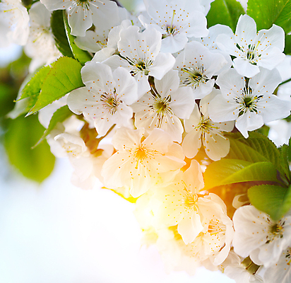 포토 JPG 해외이미지 나무 식물 계절 꽃잎 꽃 줄기 백그라운드 잎 자연 사람없음 초록색 빛 봄 벚꽃 흰색 나뭇가지 신용카드 개화 체리 꽃수술 해외202004 해외포토 컬러 과일 금융 생태계 파일형식 이미지허브