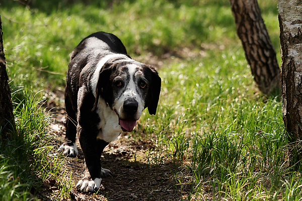 포토 JPG 해외이미지 동물 공원 행복 장난 포유류 놀이 털 사람없음 야외 초록색 반려동물 달리기 검은색 흰색 개 신앙심 해외202004 해외포토 공공시설 감정 컬러 모션 파일형식 이미지허브
