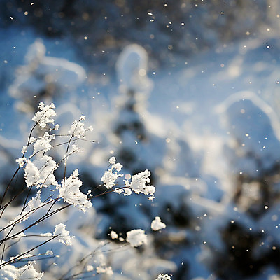 포토 JPG 해외이미지 계절 공원 꽃 조각 백그라운드 크리스마스 겨울 자연 휴가 새해 사람없음 야외 파란색 빛 환경 냉동 흰색 신선 숲 신비 에코 러시아 내추럴 해외202004 해외포토 식물 공공시설 기념일 유럽 컬러 컨셉 생태계 파일형식 이미지허브