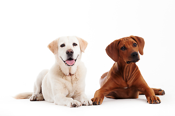 포토 JPG 해외이미지 스튜디오촬영 동물 백그라운드 2 포유류 함께함 사랑 사람없음 반려동물 갈색 쌓기 가축 흰색 개 흰배경 육식동물 위치 송곳니 거짓말 고립 기르기 돌봄 유래 해외202004 해외포토 감정 컬러 컨셉 모션 실내 치아 파일형식 이미지허브