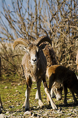 포토 JPG 해외이미지 동물 응시 야생동물 포유류 자연 뿔 사람없음 양 해외202004 해외포토 시선 생태계 파일형식 이미지허브