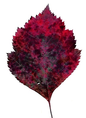 포토 JPG 해외이미지 나무 식물 계절 공원 백그라운드 단풍 잎 오렌지 자연 건조 사람없음 목재 장식 빨간색 초록색 세트 컬러풀 갈색 노란색 가을 흰색 황금 떨어짐 숲 큼 9월 수집 싱글 흰배경 질감 10월 내추럴 강렬 고립 진짜 생존 해외202004 해외포토 공공시설 컬러 컨셉 과일 재료 날짜 크기 생태계 파일형식 이미지허브