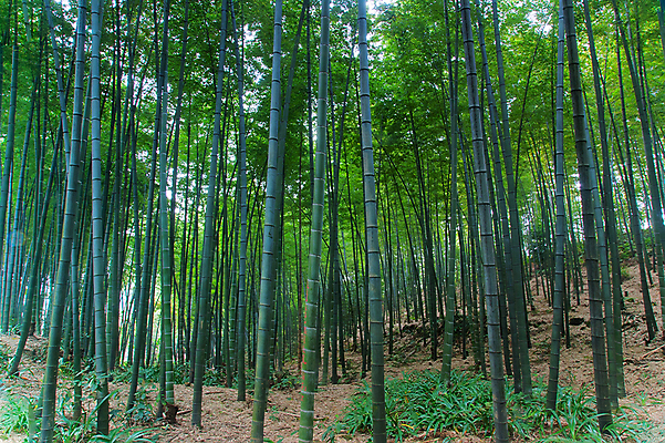포토 JPG 해외이미지 풍경 사람없음 초록색 중국 대나무 생태계 내추럴 해외202004 해외포토 나무 아시아 컬러 파일형식 이미지허브
