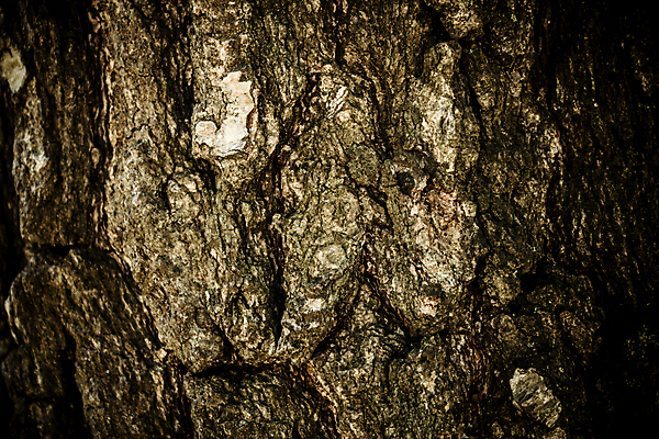 포토 JPG 해외이미지 나무 외관 백그라운드 패턴 자연 벽지 탁자 표면 추상 건조 그림자 사람없음 목재 장식 어둠 공백 회색 수확 거친 널 타일 책상 묘사 유기농 질감 목공예 내추럴 구식 그런지 수목 옛날 합판 해외202004 해외포토 식물 웰빙 컬러 가구 무늬 농업 재료 공예 생태계 파일형식 이미지허브