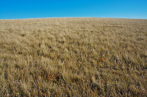 포토 JPG 해외이미지 식물 줄기 자연 하늘 사람없음 파란색 농장 환경 목장 방목 질감 유지 생태학 해외202004 해외포토 교육 컬러 농업 축산업 생태계 파일형식 이미지허브