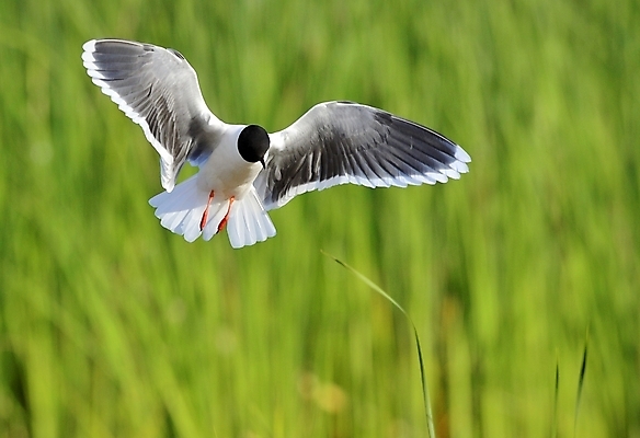 포토 JPG 해외이미지 동물 계절 호수 야생동물 바다 포즈 날개 자연 갈매기 조류 해변 사람없음 여름 강 맑음 검은색 봄 펼침 자유 흰색 우아함 닫기 깃털 부리 계산서 무료 해외202004 해외포토 컬러 컨셉 모션 날씨 생태계 파일형식 이미지허브
