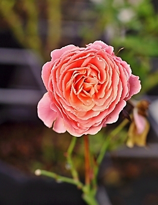 포토 JPG 해외이미지 기념일 꽃 분홍색 백그라운드 꽃무늬 자연 발렌타인데이 사랑 사람없음 빨간색 물 장미 정원 젖음 신선 오픈 제비꽃 질감 아로마 부드러움 아로마테라피 해외202004 해외포토 자연요소 식물 감정 컬러 무늬 데이이벤트 이벤트 감각 생태계 테라피 파일형식 이미지허브