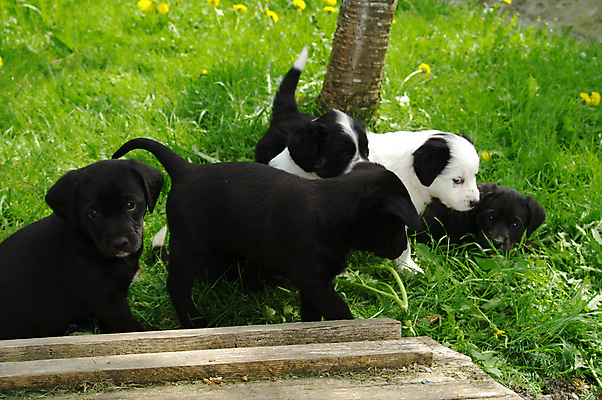 포토 JPG 해외이미지 동물 응시 꽃 새끼 이동 밭 포유류 자연 놀이 휴식 털 피곤 사람없음 야외 반려동물 태양 노란색 정원 봄 산책 표현 잠 개 강아지 보호 민들레 호기심 데이지 향기 리빙 기르기 해외202004 해외포토 자연요소 식물 시선 계절 감정 컬러 컨셉 농업 생태계 냄새 돌봄 파일형식 이미지허브
