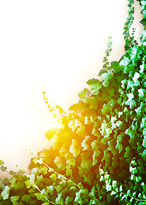 포토 JPG 해외이미지 나무 식물 벽 백그라운드 잎 패턴 자연 프레임 사람없음 초록색 빛 봄 성장 흰색 질감 라임 카피스페이스 해외202004 해외포토 계절 컬러 무늬 과일 공백 생태계 파일형식 이미지허브