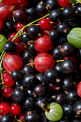 포토 JPG 해외이미지 계절 열매 음식 줄기 백그라운드 농업 다이어트 과일 재료 자연 디저트 프레임 건강 씨앗 사람없음 빨간색 초록색 검은색 활발 신선 달콤 맛 아침식사 먹기 에코 유기농 질감 날것 슛 칼로리 건포도 구스베리 생태학 숙성 채식주의자 해외202004 해외포토 식물 웰빙 교육 산업 컬러 컨셉 모션 포도 환경 식사 생태계 채식 건과일 파일형식 이미지허브