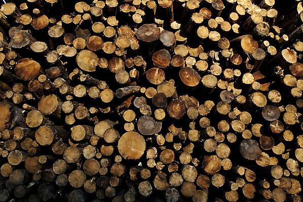 포토 JPG 해외이미지 나무 백그라운드 패턴 비즈니스 자연 불 사람없음 야외 목재 쌓기 수확 소나무 원형 숲 장작 자르기 질감 통나무 내추럴 벌목 전기톱 해외202004 해외포토 자연요소 도형 식물 무늬 농업 재료 모션 생태계 톱 파일형식 이미지허브