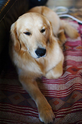 포토 JPG 해외이미지 동물 한마리 라이프스타일 휴식 아파트 주택 실내 앉기 사람없음 반려동물 갈색 평화 가축 우정 황금 개 골든리트리버 리트리버 해외202004 해외포토 1 컬러 컨셉 포유류 모션 내부 건물 생활 친구 파일형식 이미지허브