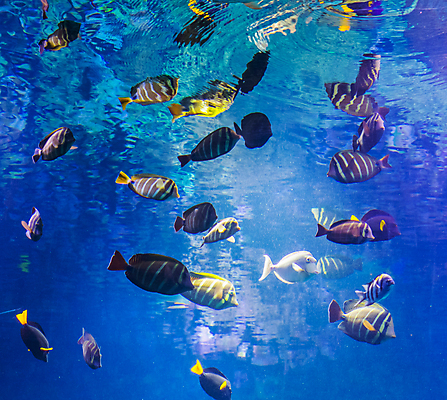 포토 JPG 해외이미지 동물 호수 바다 백그라운드 학교 가족 자연 종류 어류 풍경 취미 사람없음 물 파란색 반려동물 강 컬러풀 평화 수중 수영 그룹 산호 다이빙 탱크 장면 암초 수족관 외과 내추럴 수경재배 이국적 인기 해외202004 해외포토 자연요소 교육 컬러 컨셉 의학 관계 병원 수중동물 수상스포츠 자포동물 생태계 수중스포츠 파일형식 이미지허브