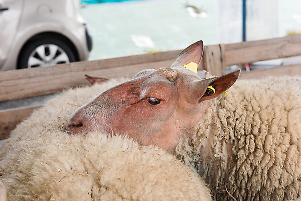 포토 JPG 해외이미지 동물 사람없음 빨간색 프랑스 흰색 양 새장 밀짚 프랑스어 양모 기르기 해외202004 해외포토 문자 유럽 컬러 포유류 직물 짚 돌봄 케이지 파일형식 이미지허브