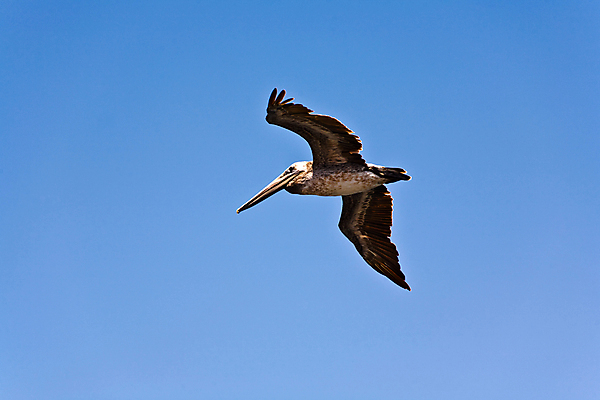 포토 JPG 해외이미지 주간 해외풍경 하늘 사람없음 야외 미국 비행 펠리컨 캘리포니아 해외202004 해외포토 자연요소 해외 북아메리카 조류 풍경 파일형식 이미지허브