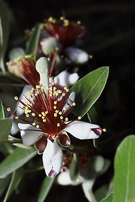 포토 JPG 해외이미지 아시아 음식 백그라운드 십자가 잎 과일 부분 디저트 귤 건강 종류 요리 씨앗 동양인 사람없음 초록색 주스 흰색 신선 시장 닫기 달콤 맛 아침식사 먹기 파인애플 유기농 반쪽 내추럴 고립 숙성 이국적 전문 많음 해외202004 해외포토 식물 웰빙 나라 음료 컬러 컨셉 모션 인종 식사 열대과일 파일형식 이미지허브