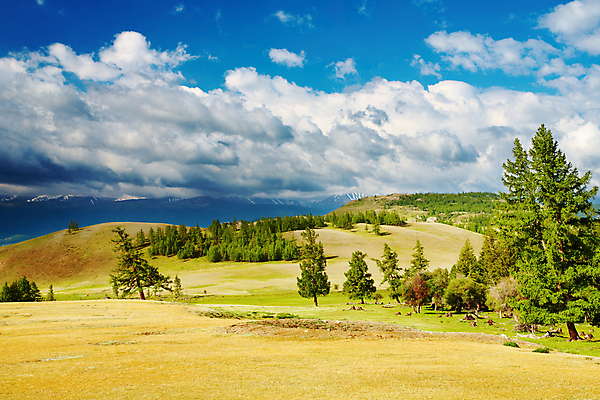 포토 JPG 해외이미지 나무 구름 밭 자연 하늘 산 파노라마 풍경 사람없음 초록색 여름 파란색 햇빛 환경 맑음 숲 언덕 산악지대 시베리아 해외202004 해외포토 자연요소 식물 계절 컬러 농업 날씨 촬영기법 태양 생태계 파일형식 이미지허브