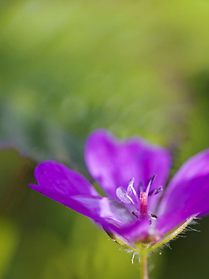 포토 JPG 해외이미지 식물 계절 꽃잎 꽃 야생동물 분홍색 백그라운드 꽃무늬 자연 노르웨이 사람없음 빨간색 물 여름 환경 정원 보라색 화목 봄 활발 들꽃 벚꽃 시골 닫기 떨어짐 이슬 묘사 꽃가루 꽃수술 블러 제라늄 취급주의 해외202004 해외포토 자연요소 동물 유럽 컬러 컨셉 무늬 모션 경고 가루 생태계 파일형식 이미지허브
