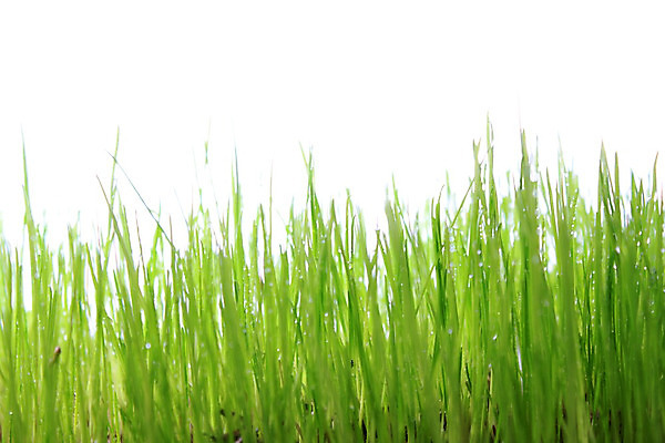 포토 JPG 해외이미지 식물 백그라운드 잎 밭 농업 자연 벽지 아침 건강 잔디 사람없음 초록색 물 농작물 농장 우주 환경 정원 봄 젖음 성장 흰색 물방울 시골 신선 칼날 떨어짐 이슬 땅 시리얼 밀 허브 흰배경 유기농 장면 부드러움 고립 호밀 해외202004 해외포토 주간 자연요소 웰빙 계절 산업 음식 컬러 컨셉 곡류 감각 생태계 파일형식 이미지허브