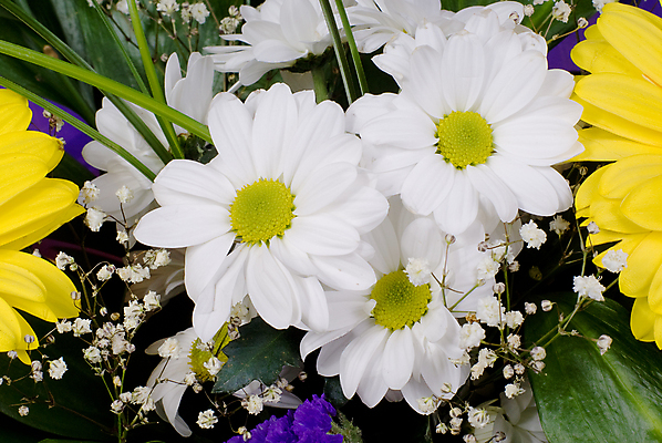 포토 JPG 해외이미지 식물 계절 꽃잎 꽃 꽃다발 백그라운드 잎 꽃무늬 패턴 자연 선물 사람없음 야외 장식 가로 초록색 여름 노란색 머리 환경 정원 봄 활발 들꽃 흰색 시골 축하 신선 개화 허브 데이지 내추럴 캐모마일 해외202004 해외포토 컬러 컨셉 무늬 신체부위 생태계 파일형식 이미지허브