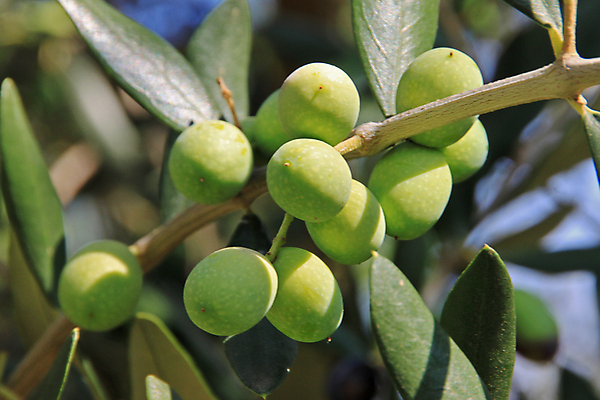 포토 JPG 해외이미지 나무 열매 잎 사람없음 나뭇가지 올리브 베리 숙성 해외202004 해외포토 식물 과일 파일형식 이미지허브