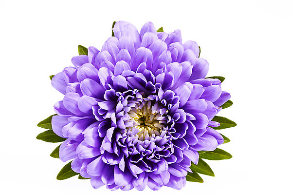 포토 JPG 해외이미지 식물 계절 꽃잎 꽃 꽃무늬 자연 국화 사람없음 초록색 컬러풀 벚꽃 배열 제비꽃 오브젝트 흰배경 데이지 고립 해외202004 해외포토 컬러 백그라운드 무늬 흰색 생태계 파일형식 이미지허브