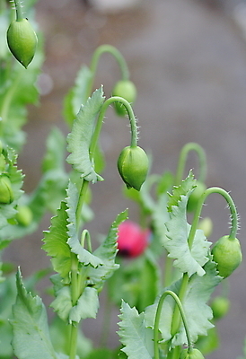 포토 JPG 해외이미지 식물 꽃 잎 사람없음 장식 초록색 정원 양귀비 해외202004 해외포토 컬러 파일형식 이미지허브