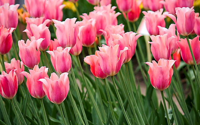 포토 JPG 해외이미지 모양 꽃 백그라운드 자연 사람없음 세트 정원 봄 튤립 해외202004 해외포토 식물 계절 생태계 파일형식 이미지허브