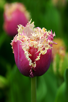 포토 JPG 해외이미지 식물 계절 꽃잎 꽃 잎 꽃무늬 자연 사람없음 초록색 정원 보라색 봄 튤립 개화 원예 향기 완벽 취급주의 해외202004 해외포토 컬러 컨셉 무늬 경고 취미 생태계 냄새 파일형식 이미지허브