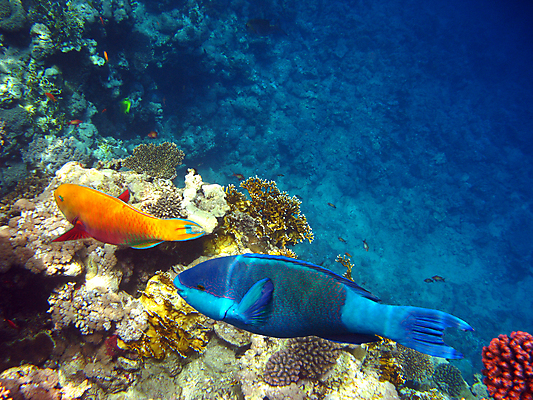 포토 JPG 해외이미지 바다 자연 휴가 휴식 바닥 이집트 어류 사람없음 빨간색 물 수중 수영 스노클링 산호 다이빙 암초 깊이 이국적 해외202004 해외포토 자연요소 컬러 컨셉 아프리카 수중동물 수상스포츠 자포동물 생태계 수중스포츠 파일형식 이미지허브
