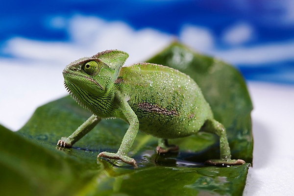 포토 JPG 해외이미지 동물 응시 파충류 자연 양서류 사람없음 초록색 반려동물 도마뱀 이국적 카멜레온 해외202004 해외포토 시선 컬러 생태계 파일형식 이미지허브