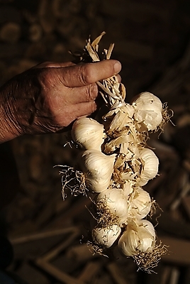 포토 JPG 해외이미지 식물 음식 백그라운드 농업 채소 재료 전구 자연 양파 건조 건강 요리 사람없음 목재 빨간색 농작물 농장 마을 정원 수확 흰색 시골 신선 그룹 다발 묶기 먹기 묘사 보따리 유기농 날것 향 내추럴 밭일 숙성 채식주의자 해외202004 해외포토 나무 웰빙 산업 컬러 모션 생태계 채식 파일형식 이미지허브