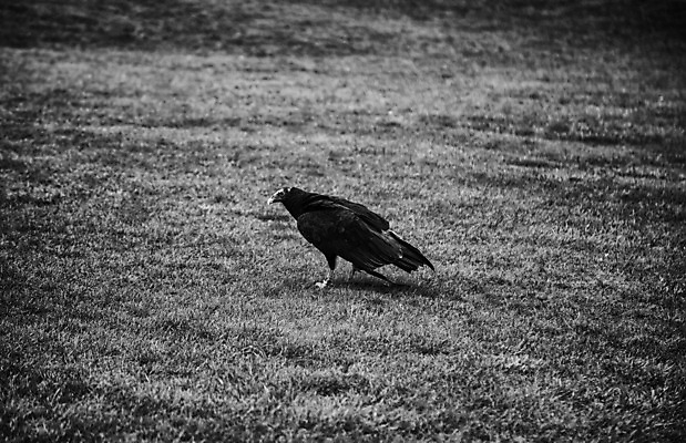 포토 JPG 해외이미지 동물 응시 얼굴 야생동물 바다 백그라운드 겨울 자연 조류 산 앉기 사람없음 야외 갈색 노란색 머리 검은색 미국 힘 자유 분노 흰색 황금 먹이 심볼 깃털 부리 독수리 육식동물 대머리 사냥꾼 북쪽 알래스카 고립 웅장함 해외202004 해외포토 직업 헤어스타일 시선 계절 감정 컬러 컨셉 북아메리카 모션 신체부위 방향 생태계 파일형식 이미지허브