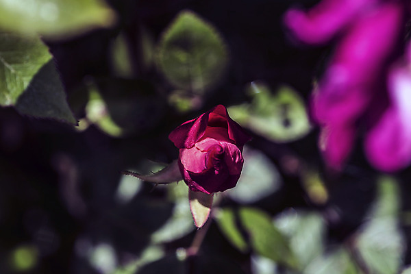 포토 JPG 해외이미지 식물 꽃잎 잎 자연 표면 날씨 그림자 선물 사랑 사람없음 초록색 햇빛 정원 희망 활발 기쁨 에너지 시골 인사 원예 날카로움 꽃가루 개성 완전 해외202004 해외포토 꽃 감정 컬러 컨셉 취미 태양 예절 가루 생태계 파일형식 이미지허브