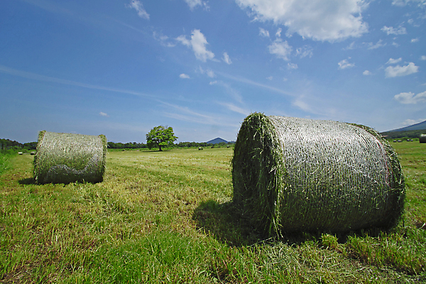 포토 JPG 해외이미지 식물 구름 계절 밭 농업 자연 하늘 건조 풍경 사람없음 여름 농작물 농장 농경지 수확 시골 볏짚 먹이 낟알 롤 밀짚 내추럴 밭일 해외202004 해외포토 자연요소 산업 짚 생태계 파일형식 이미지허브