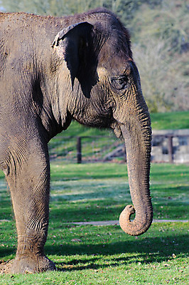 포토 JPG 해외이미지 동물 포유류 코끼리 사람없음 햇빛 머리 큼 인도인 해외202004 해외포토 외국인 동양인 신체부위 태양 크기 파일형식 이미지허브
