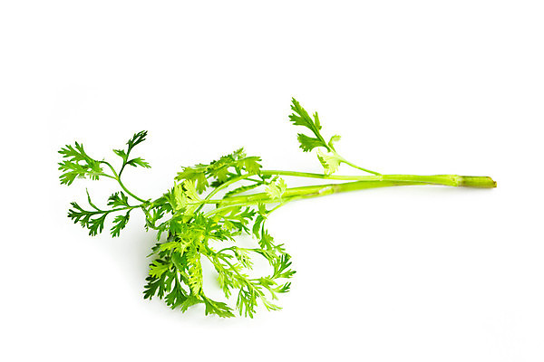 포토 JPG 해외이미지 식물 라이프스타일 음식 백그라운드 잎 채소 재료 자연 파슬리 건강 요리 사람없음 초록색 약 흰색 신선 양념 고수 맛 먹기 허브 오브젝트 유기농 날것 향 내추럴 고립 세이지 오레가노 채식주의자 해외202004 해외포토 웰빙 컬러 컨셉 의학 모션 생활 향신료 생태계 채식 파일형식 이미지허브