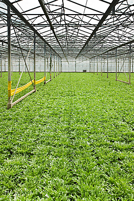 포토 JPG 해외이미지 식물 산업 문화 음식 농업 채소 유리 주택 사람없음 내부 초록색 빛 농작물 놀이방 샐러드 수확 성장 행운 시장 상추 유기농 원예 모종 밭일 온실 그리너리 해외202004 해외포토 웰빙 컬러 컨셉 재질 취미 건물 파일형식 트랜드컬러 이미지허브