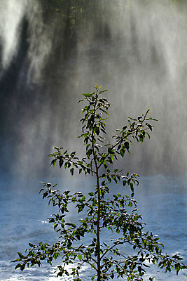 포토 JPG 해외이미지 나무 이동 잎 사람없음 물 빛 강 햇빛 태양 폭포 촉촉함 안개 광선 나뭇가지 분무기 해외202004 해외포토 자연요소 식물 컨셉 자연 날씨 젖음 파일형식 이미지허브