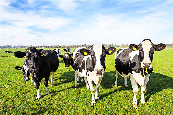 포토 JPG 해외이미지 동물 밭 포유류 자연 사람없음 야외 초록색 가축 시골 소 네덜란드 해외202004 해외포토 유럽 컬러 농업 생태계 파일형식 이미지허브