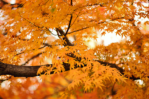 포토 JPG 해외이미지 나무 식물 계절 공원 아시아 여행 백그라운드 단풍 잎 오렌지 자연 하늘 풍경 사람없음 야외 가로 빨간색 빛 컬러풀 햇빛 노란색 환경 정원 일본 활발 가을 도쿄 숲 11월 내추럴 강렬 교토 해외202004 해외포토 공공시설 나라 컬러 컨셉 과일 태양 날짜 생태계 파일형식 이미지허브