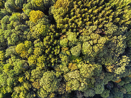 포토 JPG 해외이미지 나무 백그라운드 단풍 잎 꽃무늬 패턴 자연 벽지 추상 안테나 미술 사람없음 초록색 여름 갈색 노란색 검은색 일몰 가을 소나무 황금 숲 질감 내추럴 대칭 드론 옛날 해외202004 해외포토 식물 계절 꽃 컬러 무늬 통신 문화예술 노을 생태계 파일형식 이미지허브