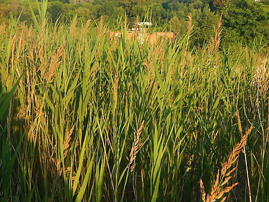 포토 JPG 해외이미지 계절 백그라운드 밭 농업 자연 하늘 풍경 사람없음 야외 초록색 여름 파란색 농장 노란색 일출 일몰 봄 시골 밀 장면 수평선 해외202004 해외포토 산업 컬러 곡류 노을 생태계 파일형식 이미지허브