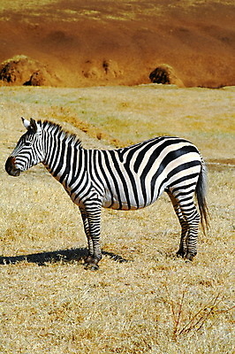 포토 JPG 해외이미지 나무 얼굴 아프리카 그림자 사람없음 머리 검은색 일몰 줄무늬 흰색 입 황금 소프트포커스 시원함 방목 사파리 얼룩말 사바나 수평선 해외202004 해외포토 식물 나라 컬러 무늬 촬영기법 신체부위 노을 말_동물 축산업 파일형식 이미지허브